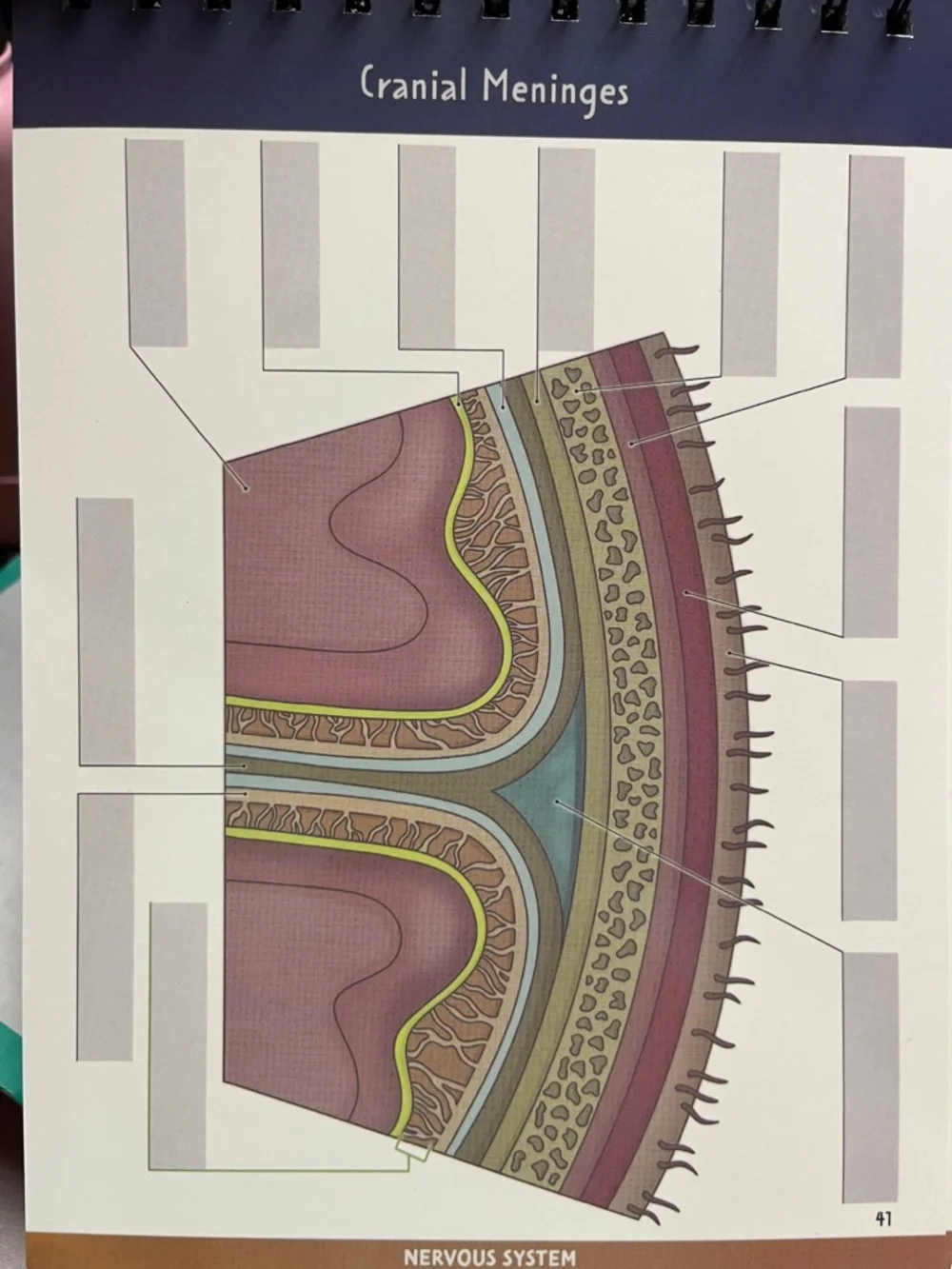 Nurse In The Making‎ Anatomy Label Lab Workbook Spiral Bound Laminated NEW